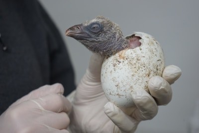 Gänsegeier-Küken Foto: Weltvogelpark Walsrode