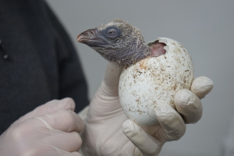 Gänsegeier-Küken Foto: Weltvogelpark Walsrode