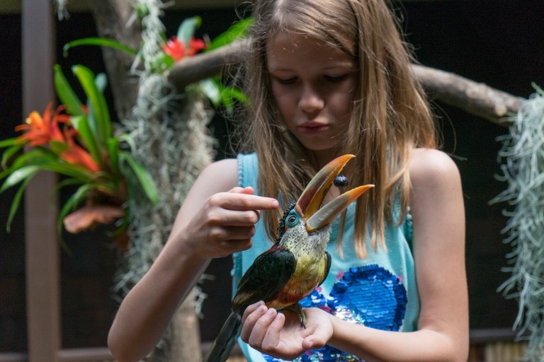 Mitmachfütterung bei den Tukanen in Pukara Foto: Weltvogelpark Walsrode