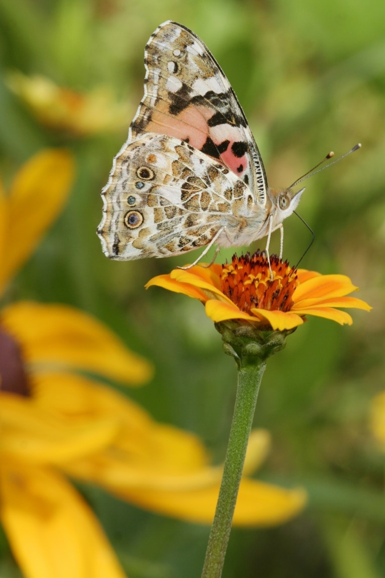 Distelfalter an Garten-Zinnie Copyright: NABU/Helge May