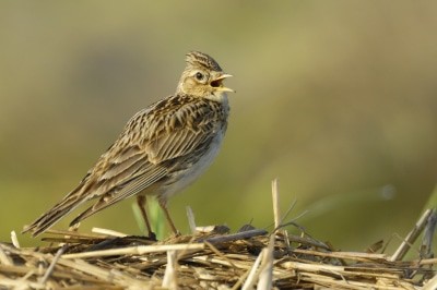 Die Feldlerche - Vogel des Jahres 2019 Fot: NABU/Manfred Delpho