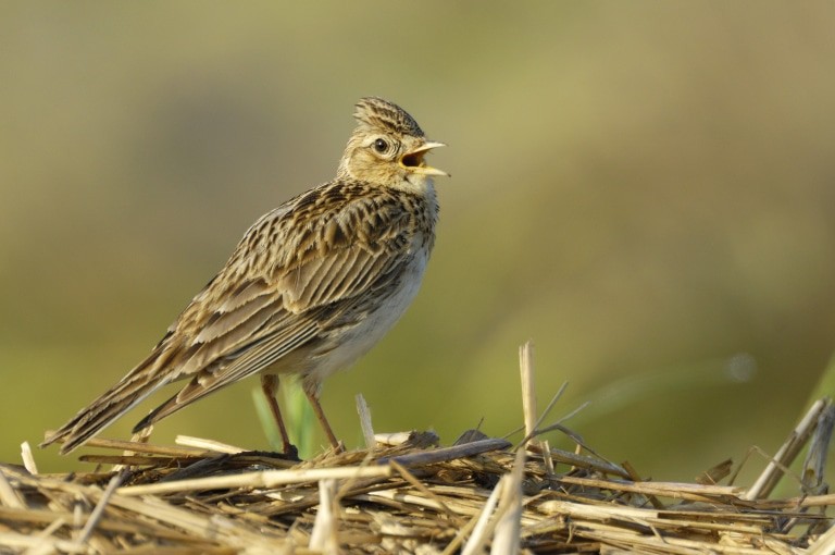 Die Feldlerche - Vogel des Jahres 2019 Fot: NABU/Manfred Delpho