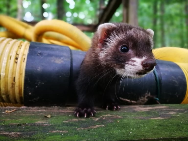 Die acht Wochen alten Frettchen erkunden ihr neues Zuhause im OTTER-ZENTRUM. © Aktion Fischotterschutz e.V.