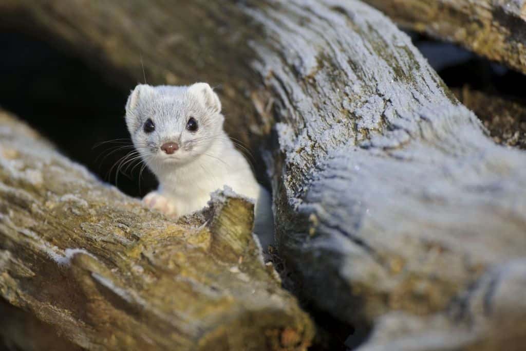Hermelin im weißen Winterfell, Foto: Willi Rolfes / Otterzentrum