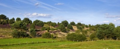 Ein oft unsichtbarer, aber vielfältiger Lebensraum: die Böden der Lüneburger Heide. Foto: Naturpark Lüneburger Heide