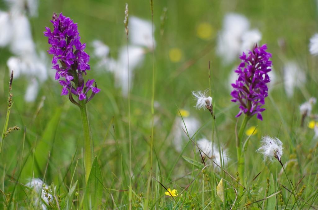 Artenreiches Grünland mit verschiedenen Blühpflanzen Foto: Niedersächsische Landesforsten