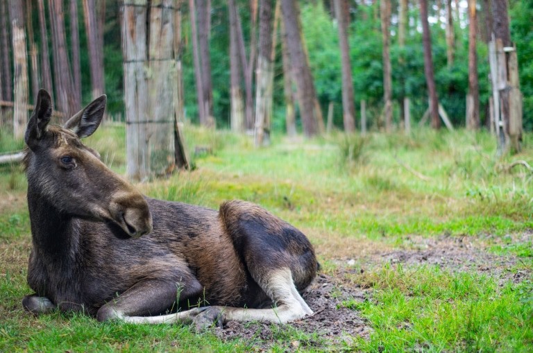 Liegender Elch Foto: Wildpark Müden