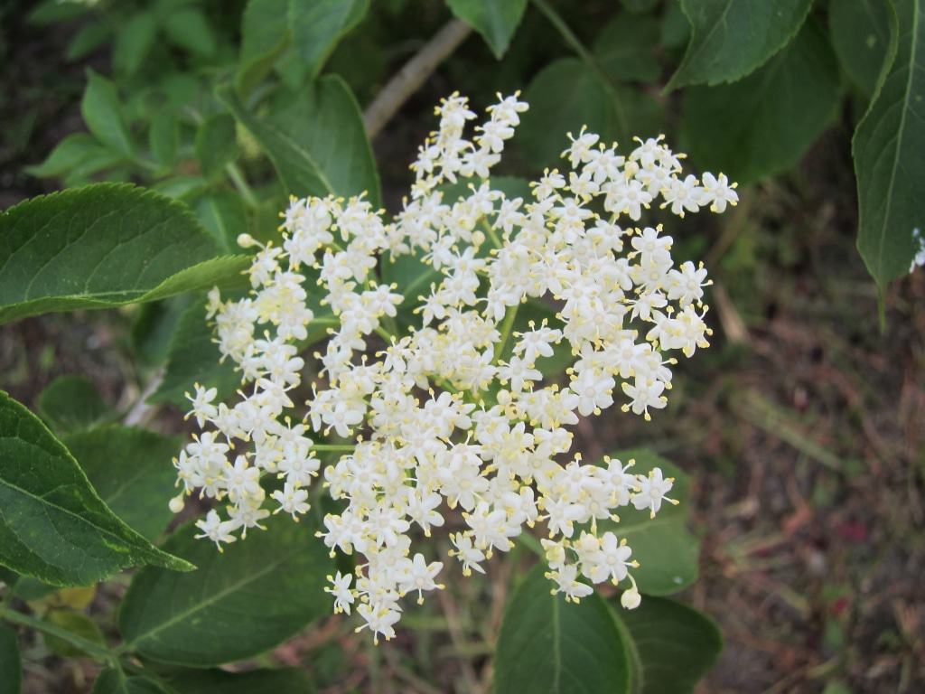 Holunderblüten
