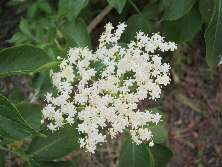 Holunderblüten