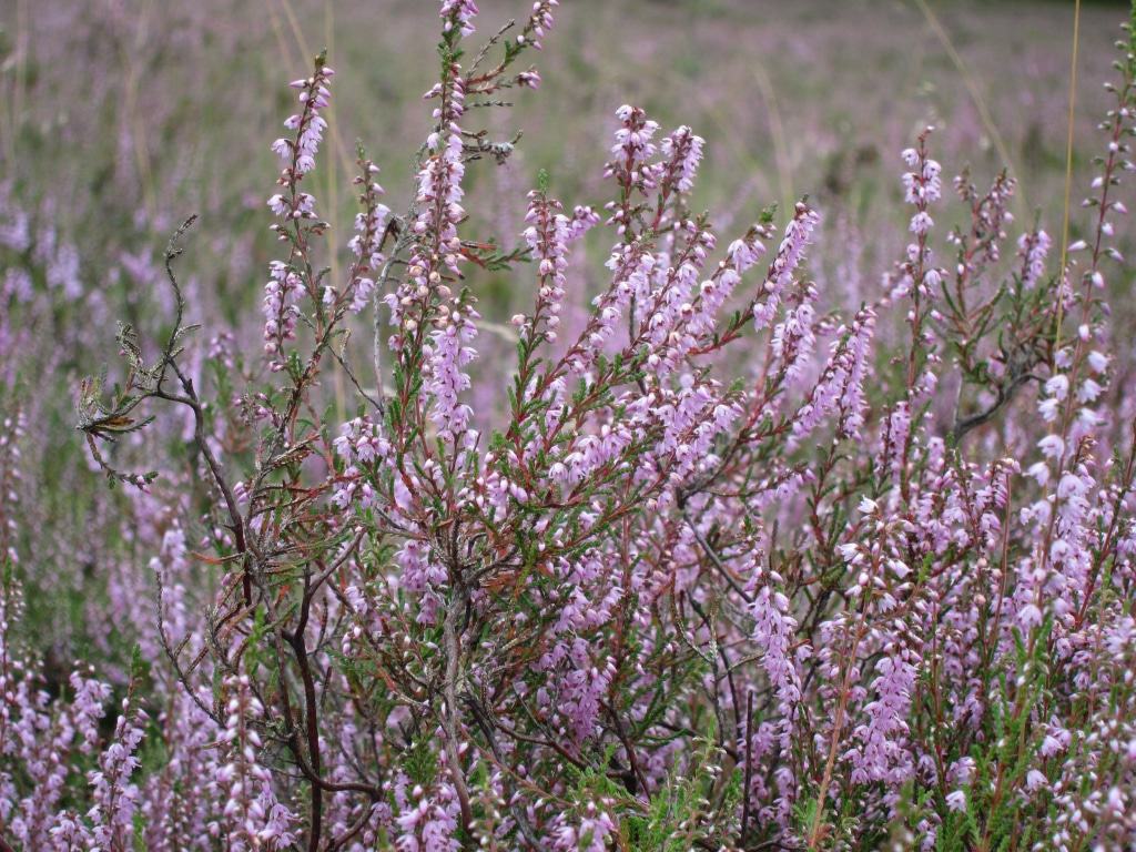 Blühendes Heidkraut (Calluna vulgaris)