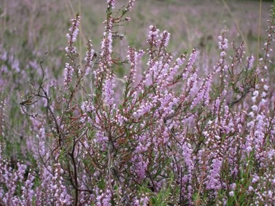 Blühendes Heidkraut (Calluna vulgaris)