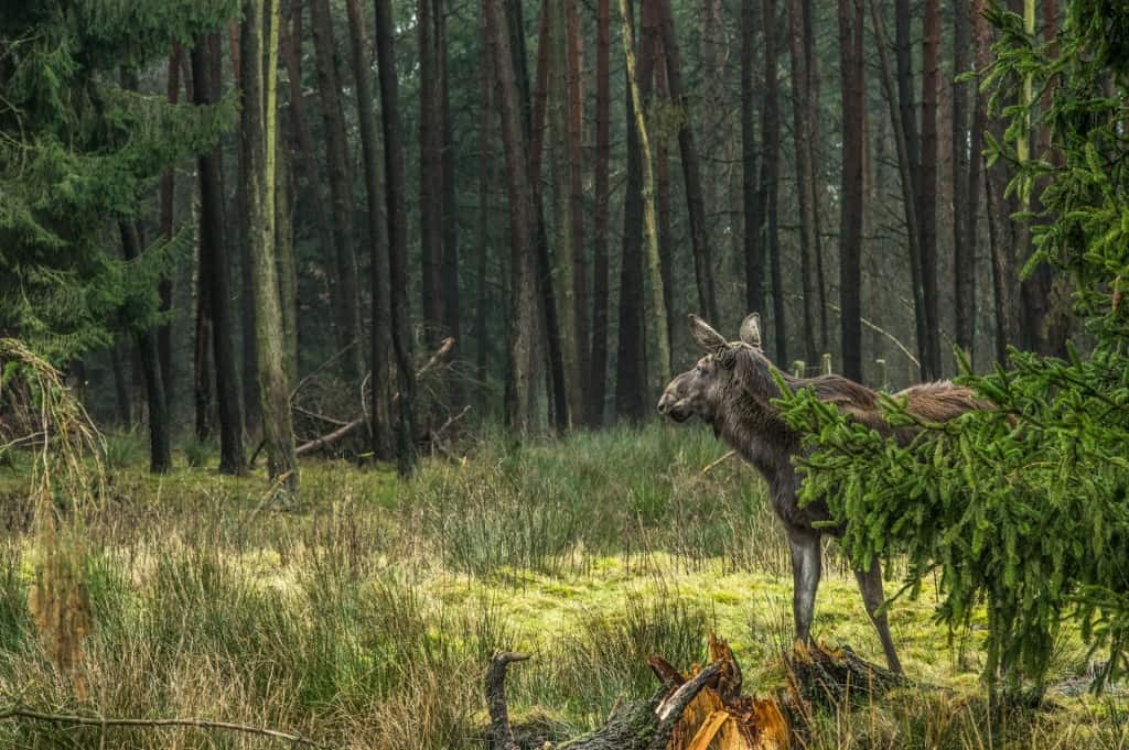 Elch im Gehege Foto: Wildpark Müden