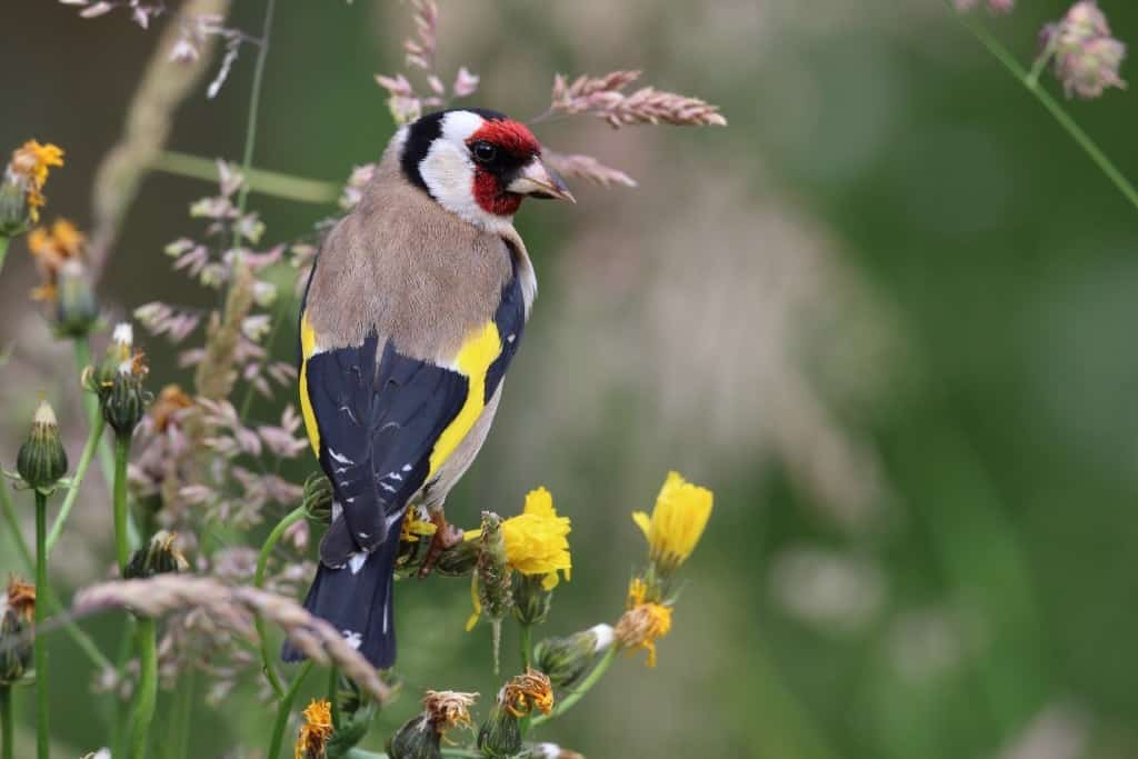 Vogel des Jahres 2016: Der Stieglitz Foto: NABU/F. Derer