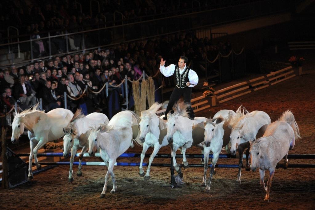 Lorenzo ist der Star auf dem Rücken der Pferde. Foto: Fachausstellungen Heckmann