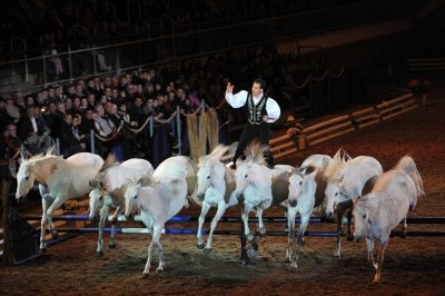 Lorenzo ist der Star auf dem Rücken der Pferde. Foto: Fachausstellungen Heckmann