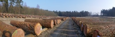 Hochwertige Douglasien, Lärchen und Kiefern auf dem Lagerplatz im Forstamt Oerrel bei Munster. (Fotos: Niedersächsische Landesforsten)