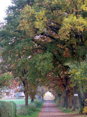 Nordpfad Riepholm-Gilkenheide - Am Wegesrand, Foto: Petra Reinken