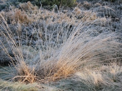 Raureif in der Rehrhofer Heide