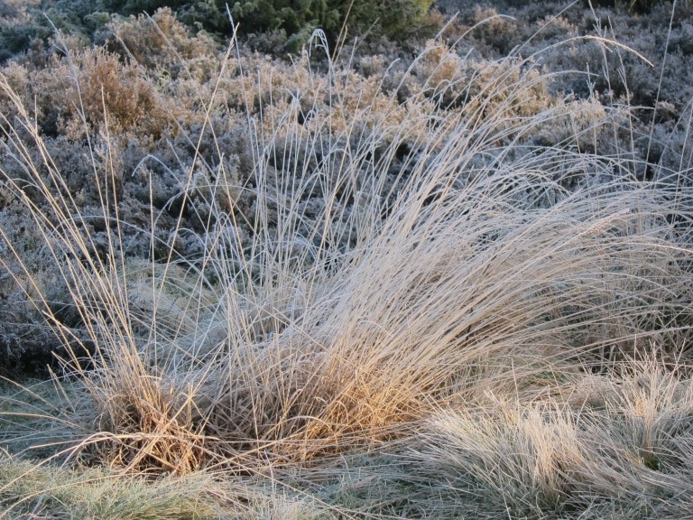 Raureif in der Rehrhofer Heide