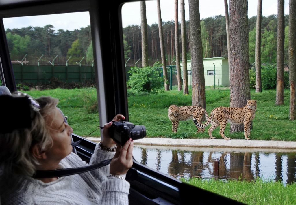 Beobachten Sie bei der Elite-Safari die Fütterung der Geparden! Foto: Serengeti-Park