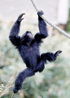 Siamang-Jungtier Foto: Serengeti-Park Hodenhagen