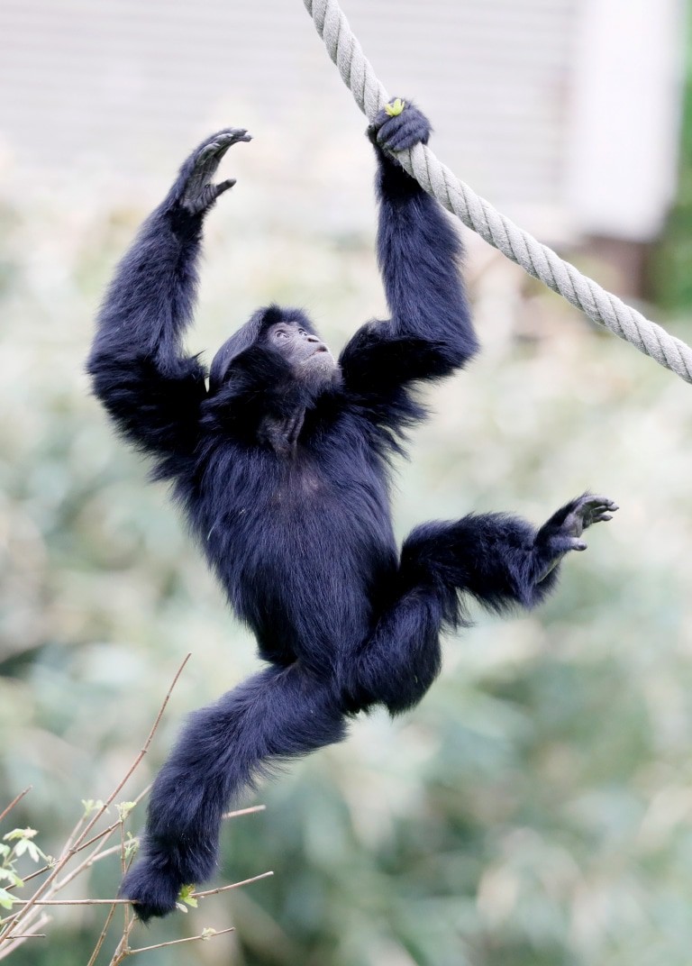 Siamang-Jungtier Foto: Serengeti-Park Hodenhagen