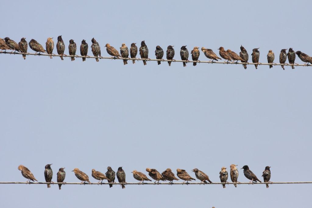 Vogel des Jahres 2018: Stare auf der Stromleitung Foto: NABU/Zdenek Tunka