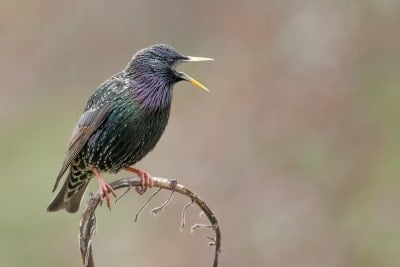 Vogel des Jahres 2018: Star im Prachtkleid Foto: NABU/Georg Dorff