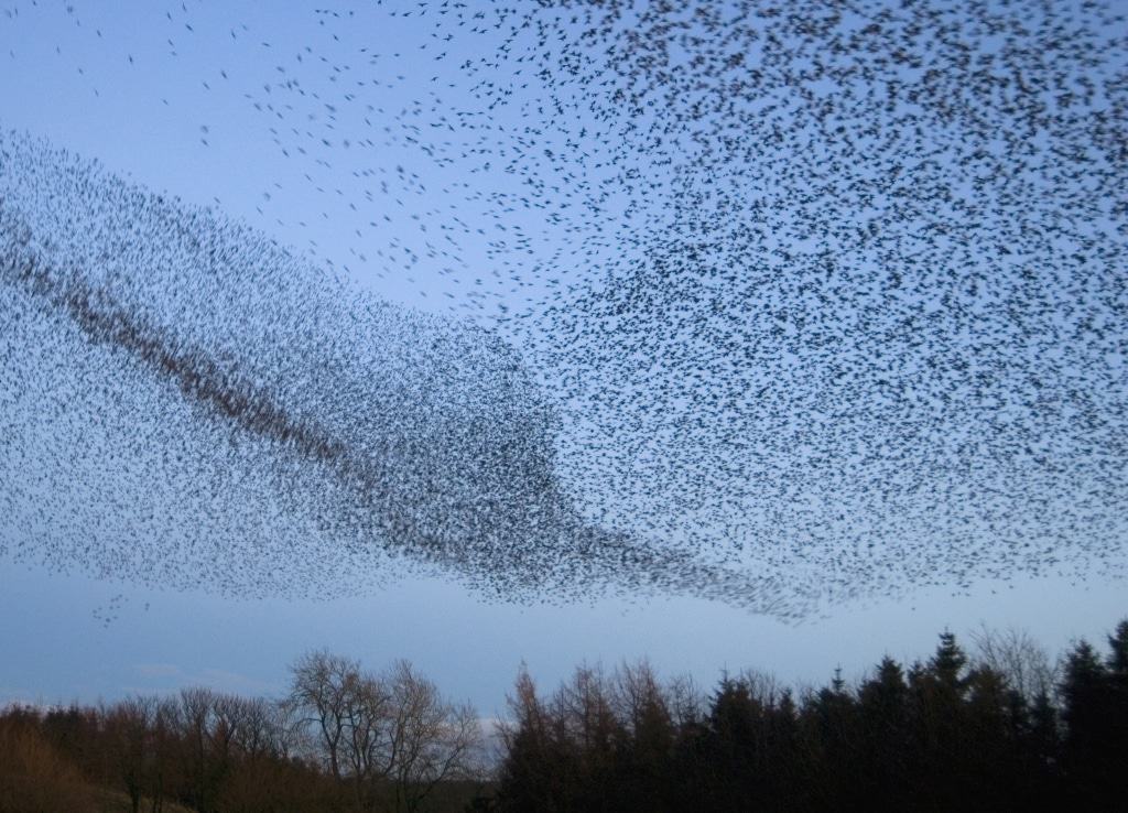 Starenschwarm am Himmel Foto: rspb/Special Williams
