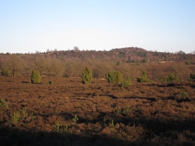 Blick auf den Wilseder Berg im Winter