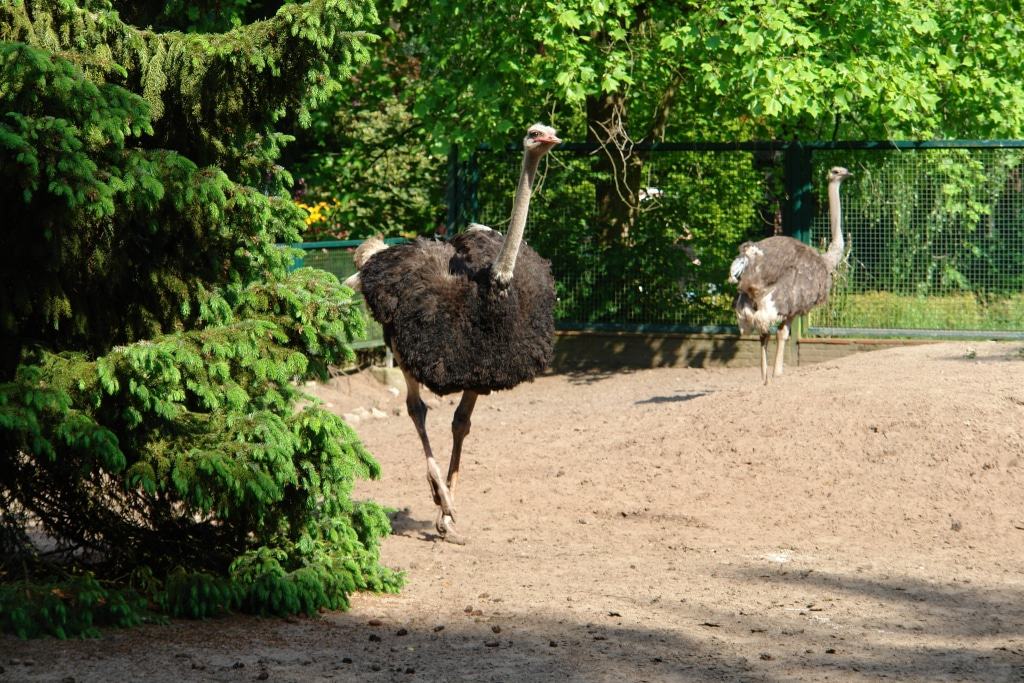 Strauß Foto: Weltvogelpark Walsrode