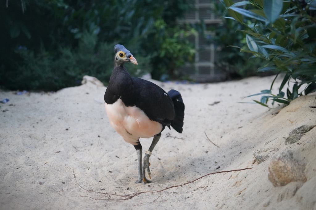Maelo-Huhn aus Sulaweis - Foto: Weltvogelpark Walsrode