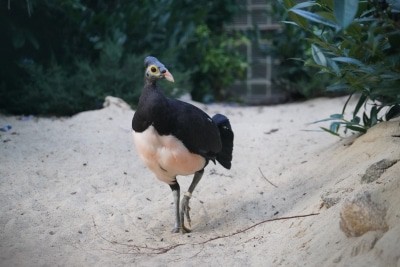 Maelo-Huhn aus Sulaweis - Foto: Weltvogelpark Walsrode