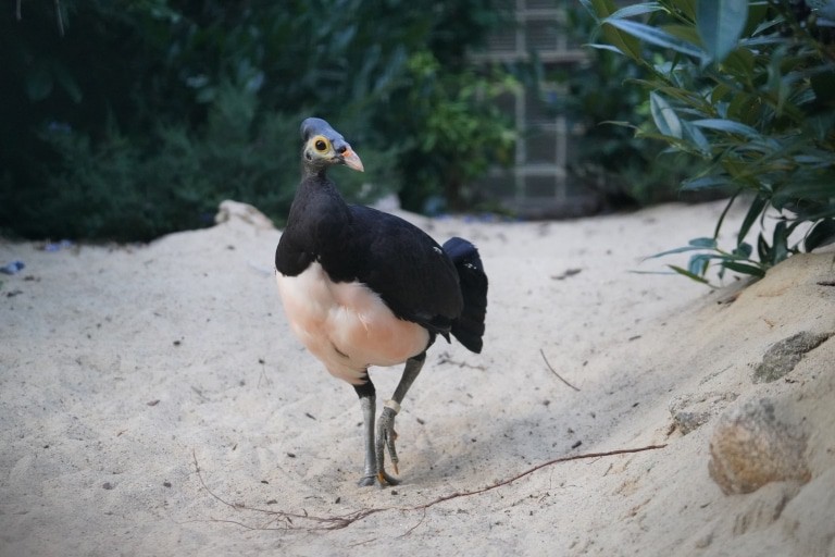 Maelo-Huhn aus Sulaweis - Foto: Weltvogelpark Walsrode