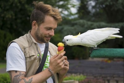 Tiertrainer und -pfleger Lech Bretschek vom Weltvogelpark mit einem kühlen Eis für den Gelbhaubenkakadu Foto: Weltvogelpark Walsrode