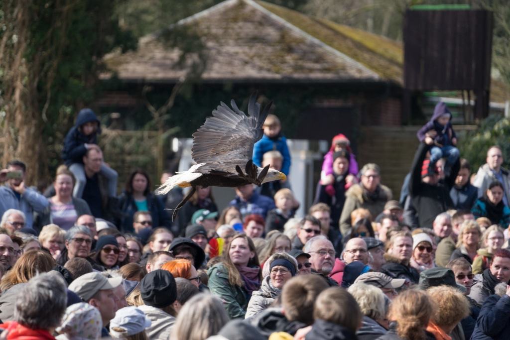 Adler in der Flugshow Foto: Weltvogelpark Walsrode