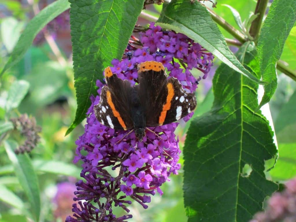 Der Edelfalter Admiral (Parameis atalanta) sitzt auf Schmetterlingsflieder