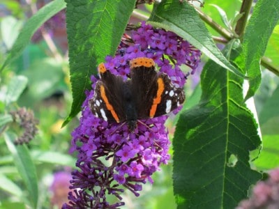 Der Edelfalter Admiral (Parameis atalanta) sitzt auf Schmetterlingsflieder