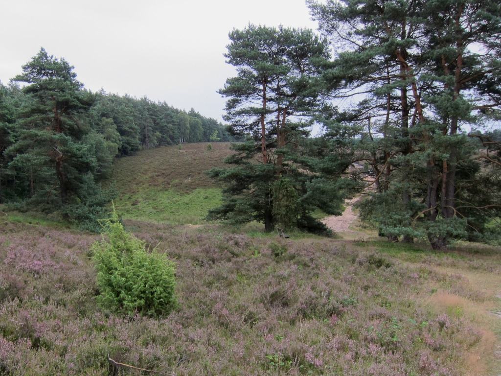 Am Tiefental in der Misselhorner Heide
