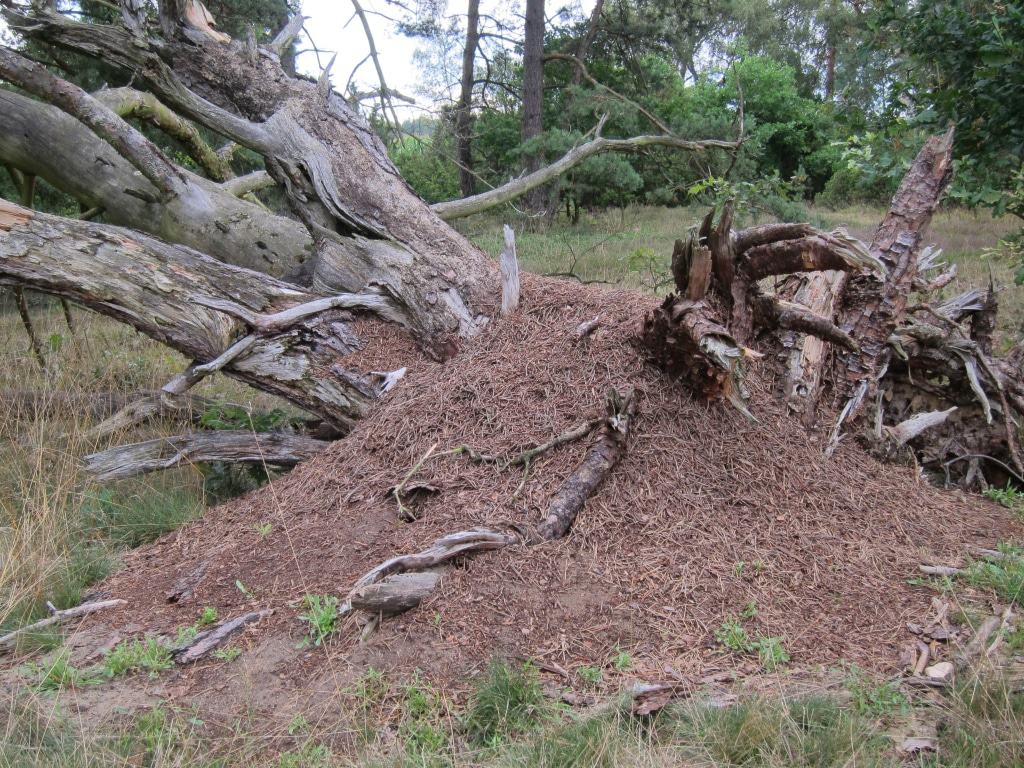 Abgestorbener Baum mit Ameisenhügel