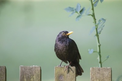 Männliche Amsel (Turdus merula) - Schwarzdrossel