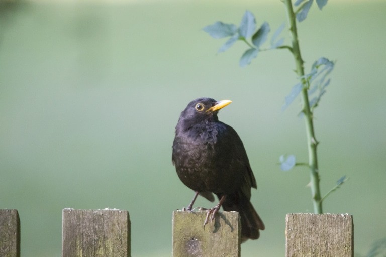Männliche Amsel (Turdus merula) - Schwarzdrossel