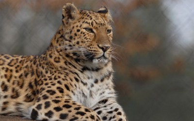 Amur-Leopard, Foto: Serengeti-Park Hodenhagen 2007