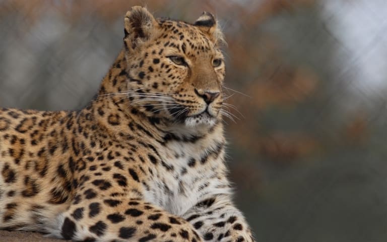 Amur-Leopard, Foto: Serengeti-Park Hodenhagen 2007
