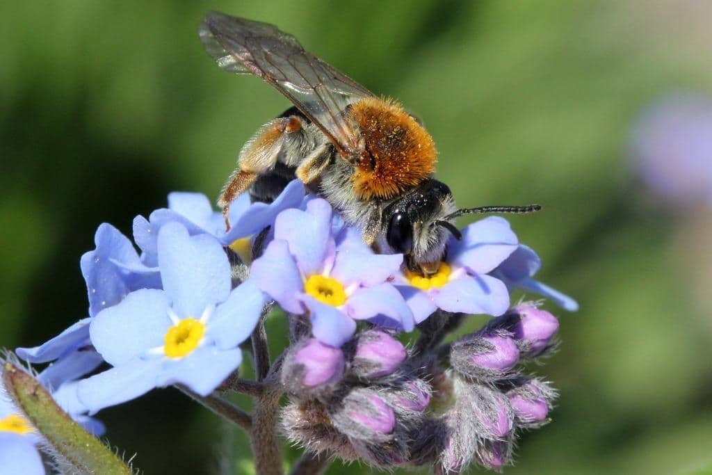 Rotschopfige Sandbiene (Andrena haemorrhoa) © Hans-Jürgen Sessner