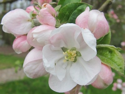 Apfelblüten