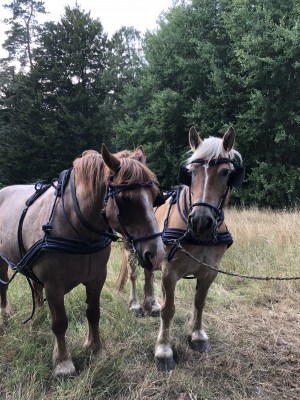 Die beiden Pferde Horst und Liese Foto: Reinhold Bode