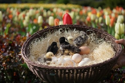 Körbchen mit Küken. Foto: Weltvogelpark Walsrode