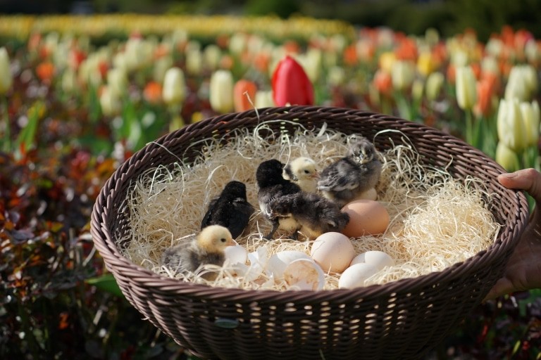 Körbchen mit Küken. Foto: Weltvogelpark Walsrode