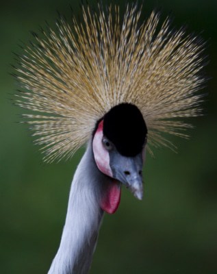 Kronenkranich Foto: Weltvogelpark Walsrode